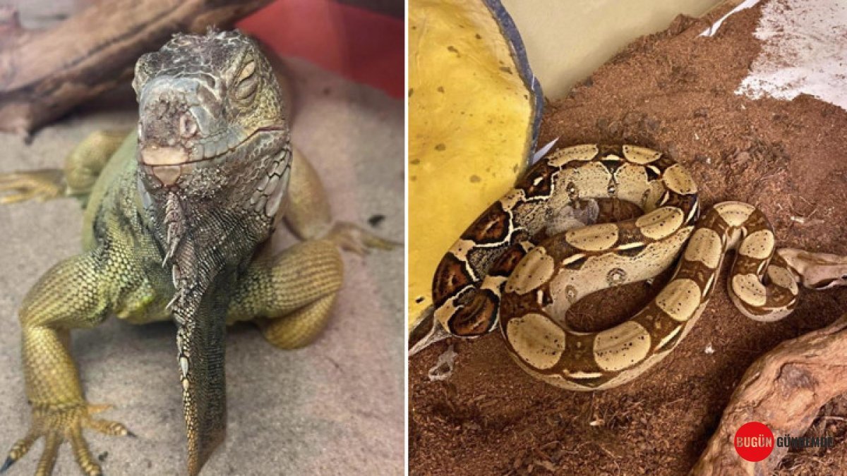 İstanbul'da Tek Bir Evden Çıkanlar Pes Dedirtti: Savan Varanından Tarantulaya, Yılan ve Akrep Sürüsüne Kadar Akıl Almaz Koleksiyon Ele Geçirildi!